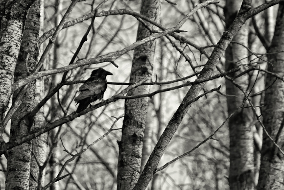 Raven in Birch