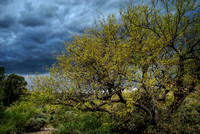 Ironwood and Storm Clouds