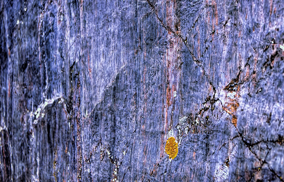 Lichen on Cliff
