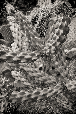 Cactus and Bird Nest